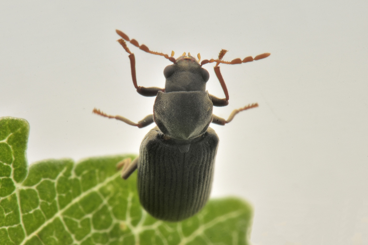 Anobiidae: Anobium punctatum? Forse Hemicoelus cfr. fulvicornis e  Anobium cfr. punctatum